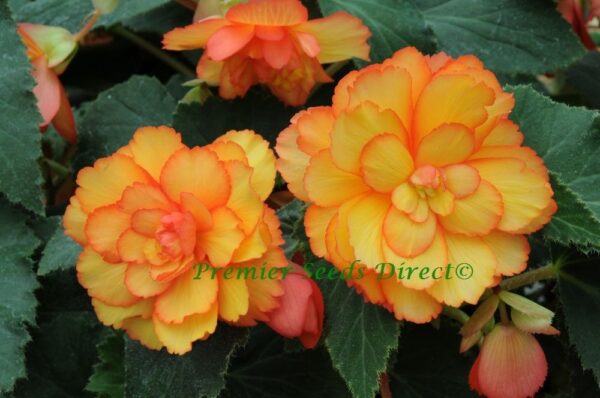 Begonia Tuberous Illumination Golden Picotee F1 - Image 2