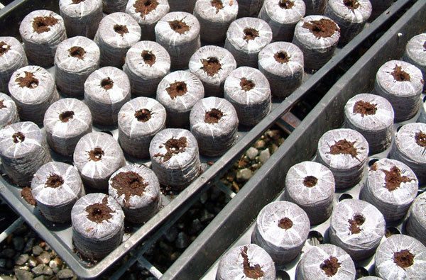 Jiffy 7 Peat Compost Plug Pellets - Small (24mm x 45mm) - Image 2