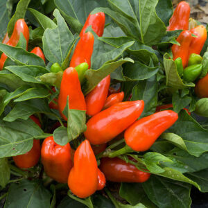 SWEET PEPPER - TANGERINE DREAM