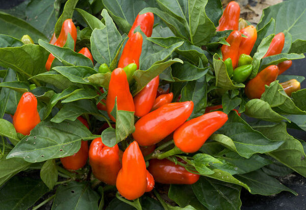 SWEET PEPPER - TANGERINE DREAM