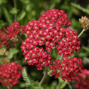 Achillea Millefolium Rubra Red