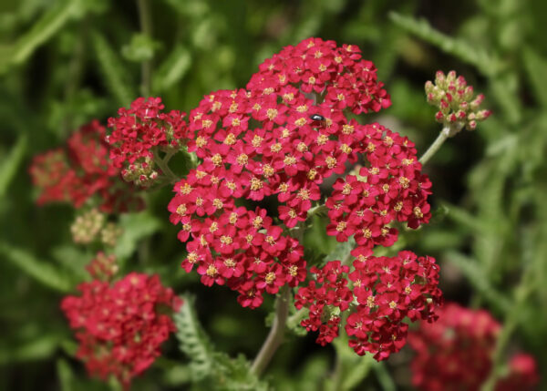Achillea Millefolium Rubra Red
