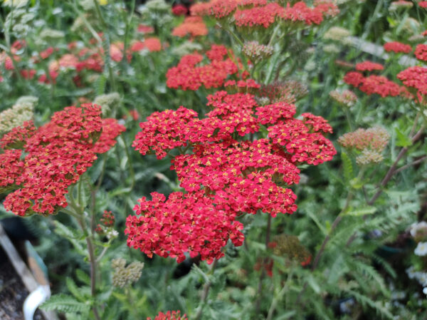 Achillea Millefolium Rubra Red - Image 2