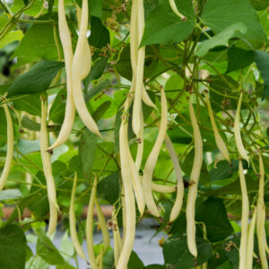 Italian Climbing Bean Marvel of Venice