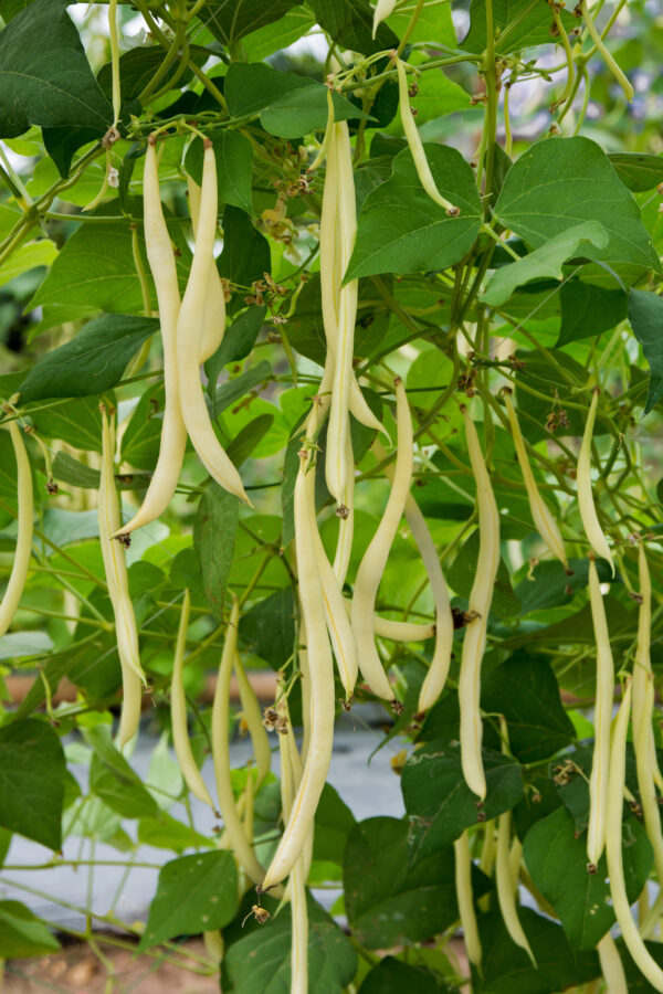 Italian Climbing Bean Marvel of Venice