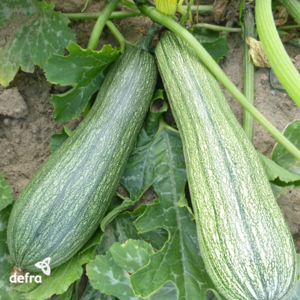 Organic Italian Courgette Genovese - Image 4