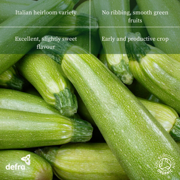 Organic Italian Courgette Genovese - Image 2