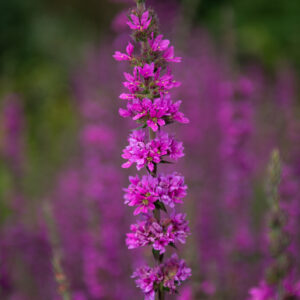 Purple Loosestrife Lythrum Rosy Gem