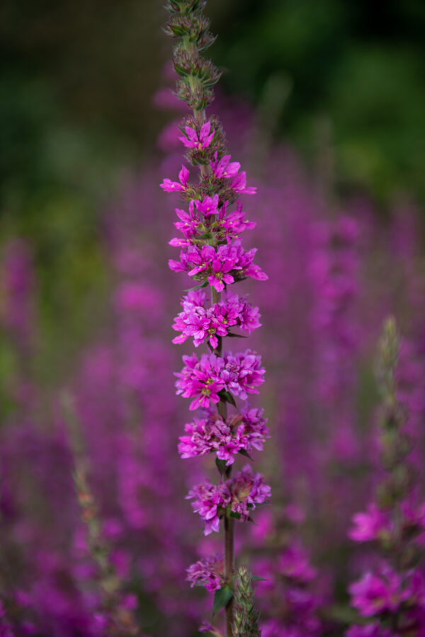 Purple Loosestrife Lythrum Rosy Gem