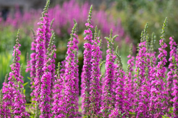 Purple Loosestrife Lythrum Rosy Gem - Image 2