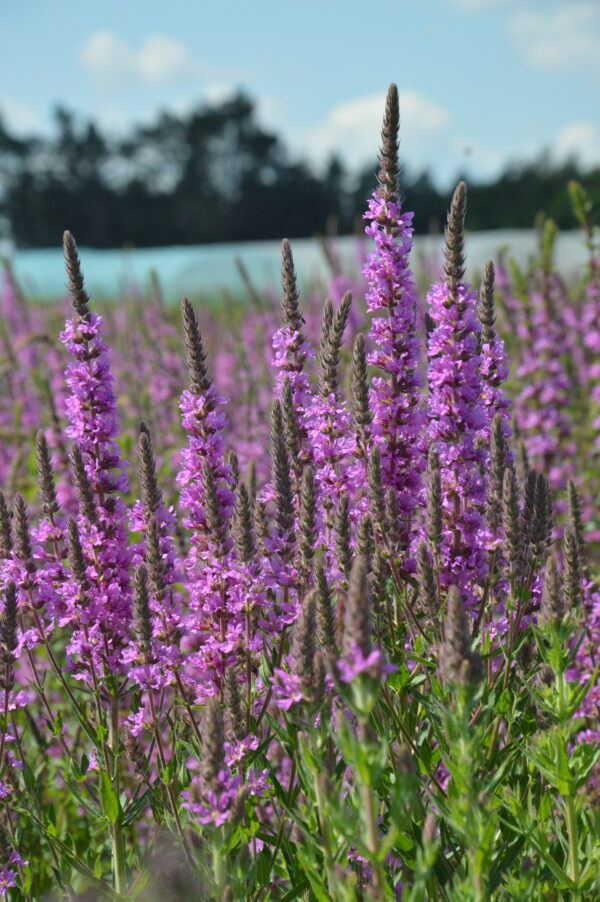 Purple Loosestrife Lythrum Rosy Gem - Image 3