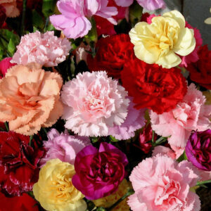 CARNATION - DWARF VIENNA - DIANTHUS CARYOPHYLLU