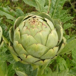 Artichoke Seeds