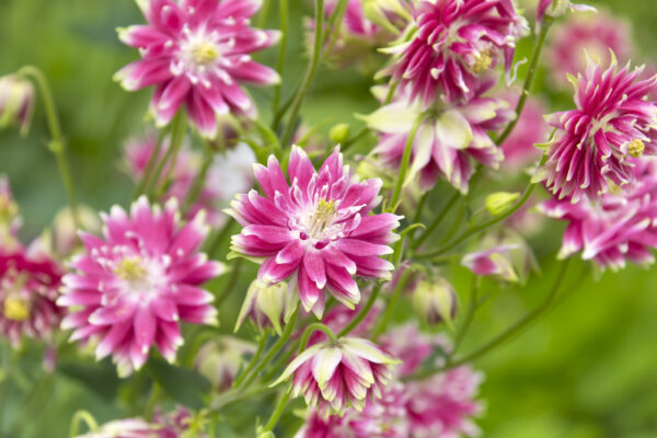 Aquilegia Columbine Nora Barlow - Image 2