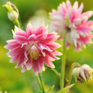 Aquilegia Columbine Nora Barlow