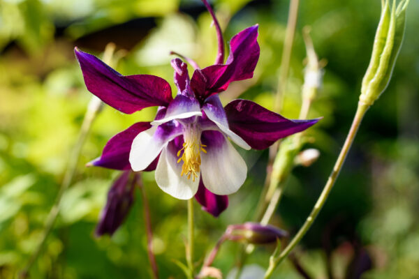 Aquilegia Columbine - William Guinness