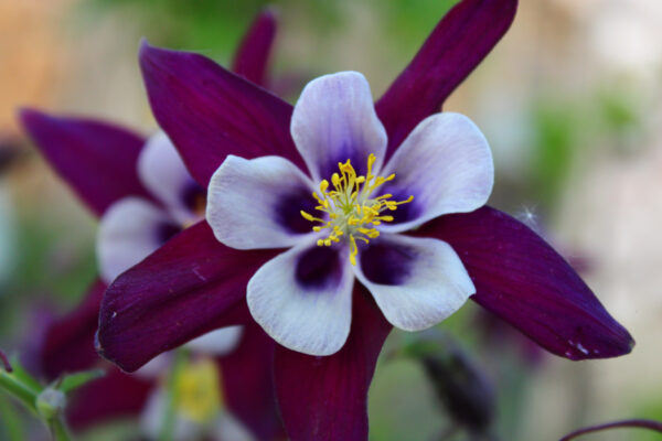 Aquilegia Columbine - William Guinness - Image 2