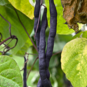 Climbing French Purple Bean Blauhilde