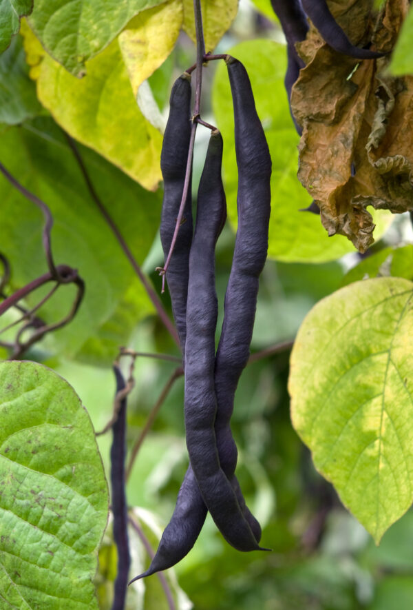 Climbing French Purple Bean Blauhilde
