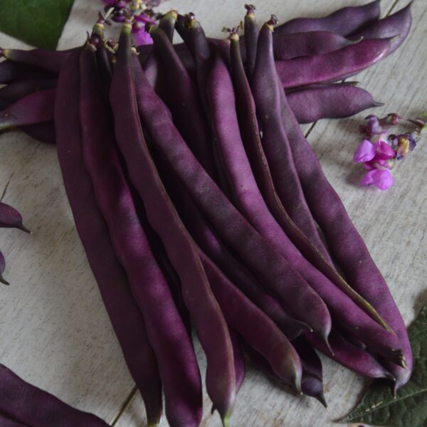 Climbing French Purple Bean Blauhilde - Image 3