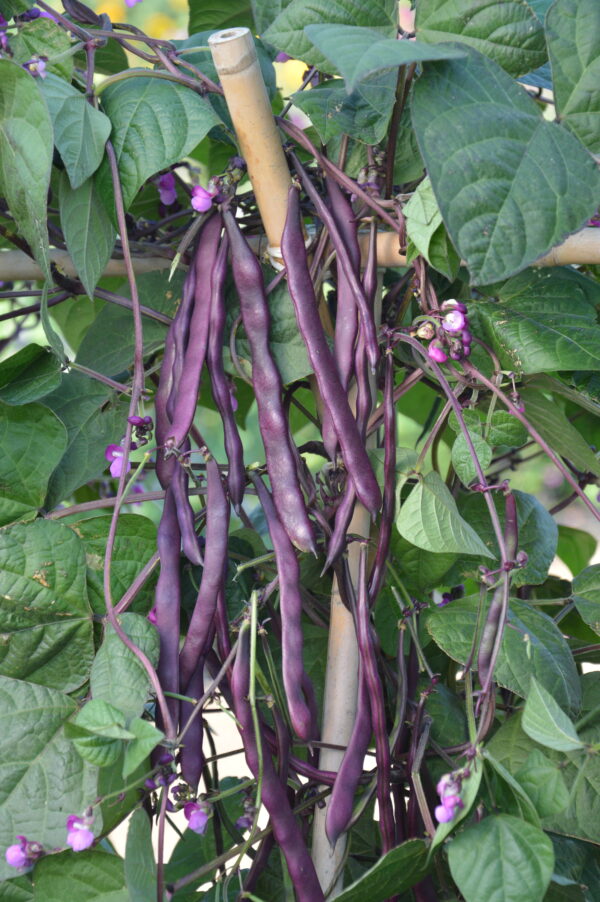 Climbing French Purple Bean Blauhilde - Image 2