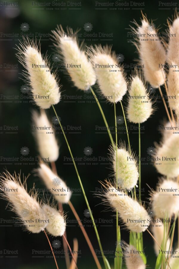 Ornamental Grass - Lagurus Ovatus Bunny Tails - Image 2