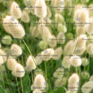 Ornamental Grass - Lagurus Ovatus Bunny Tails