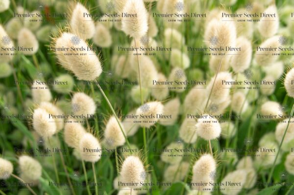Ornamental Grass - Lagurus Ovatus Bunny Tails