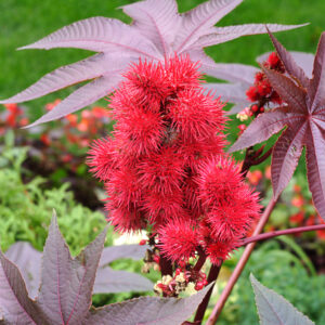 Ricinus - Red Communis Gibsonii