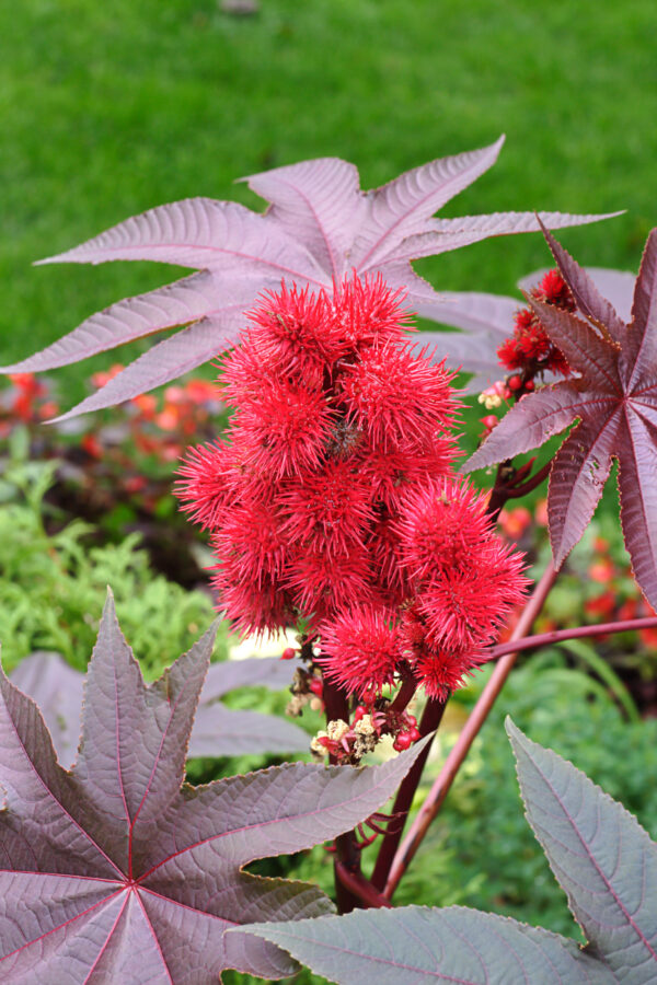 Ricinus - Red Communis Gibsonii