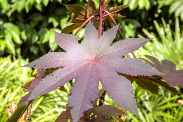 Ricinus - Red Communis Gibsonii - Image 2