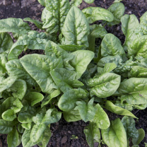 Organic Spinach Palco F1