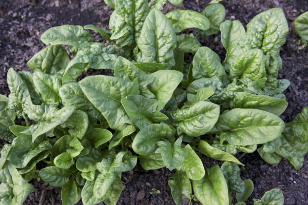 Organic Spinach Palco F1