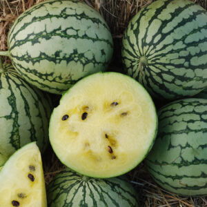 Watermelon Petite - Yellow