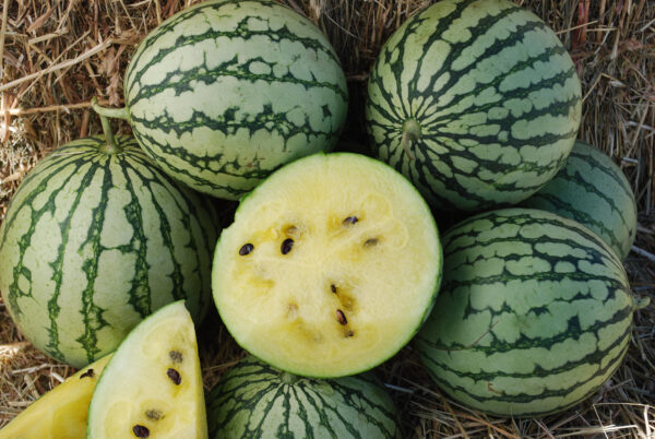 Watermelon Petite - Yellow