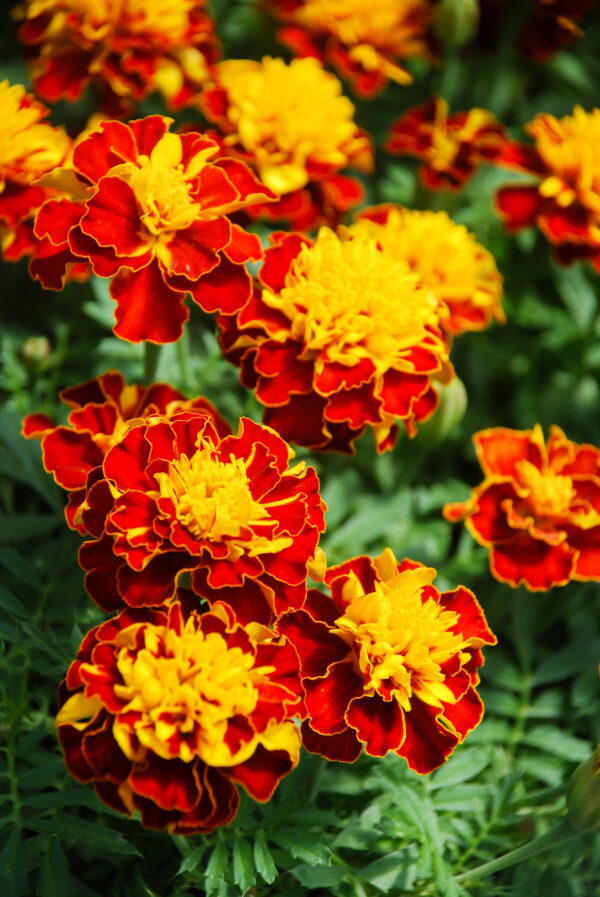 Marigold Dwarf Tagetes Boy Spry - Image 2