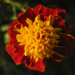 Marigold Dwarf Tagetes Boy Spry