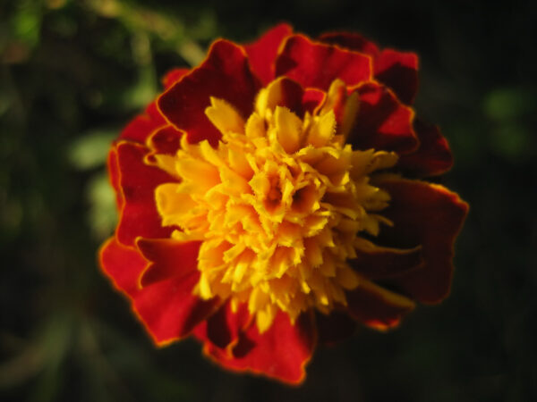 Marigold Dwarf Tagetes Boy Spry