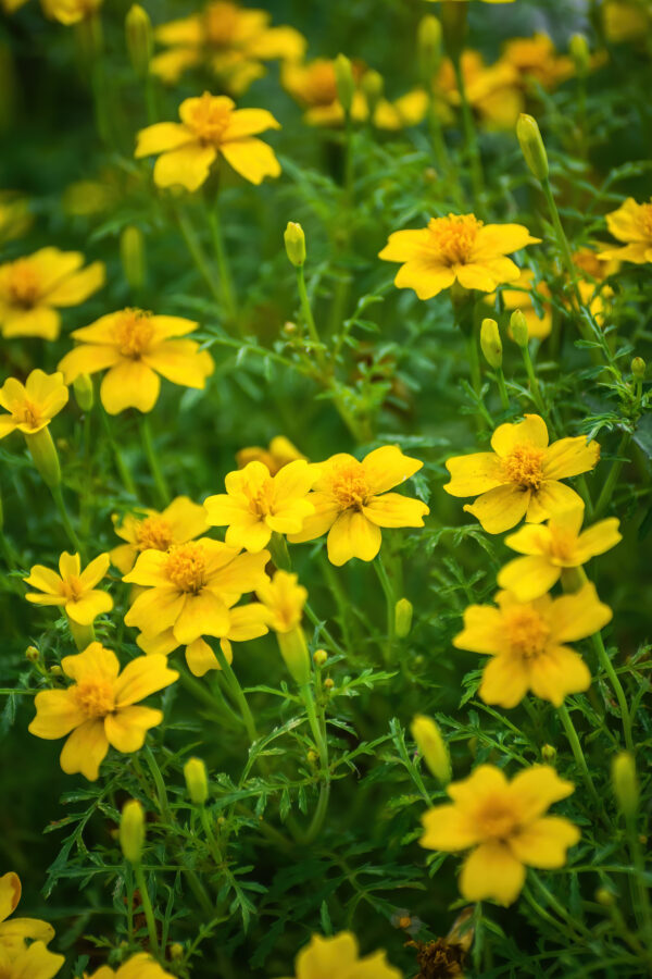 Marigold Lemon Gem Tagetes - Image 2