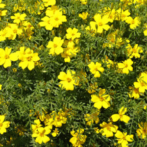 Marigold Lemon Gem Tagetes