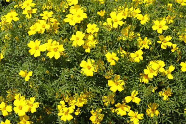 Marigold Lemon Gem Tagetes