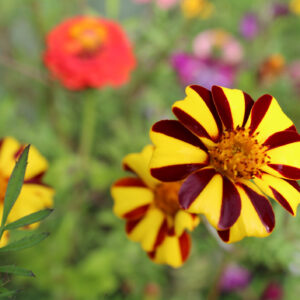 Marigold Dwarf - Mr Majestic