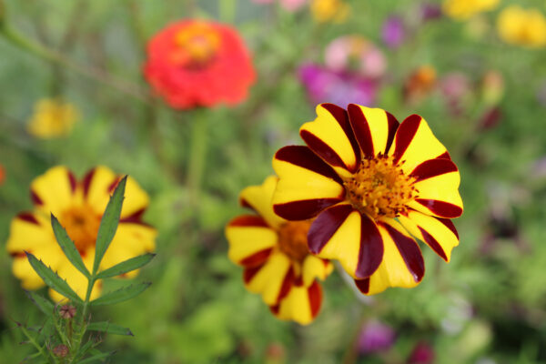 Marigold Dwarf - Mr Majestic