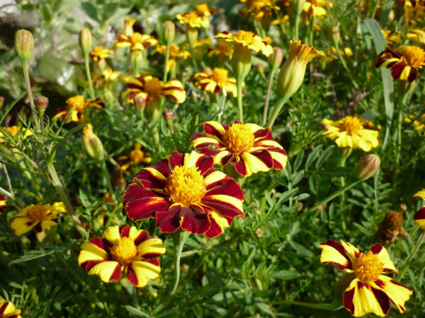 Marigold Dwarf - Mr Majestic - Image 2