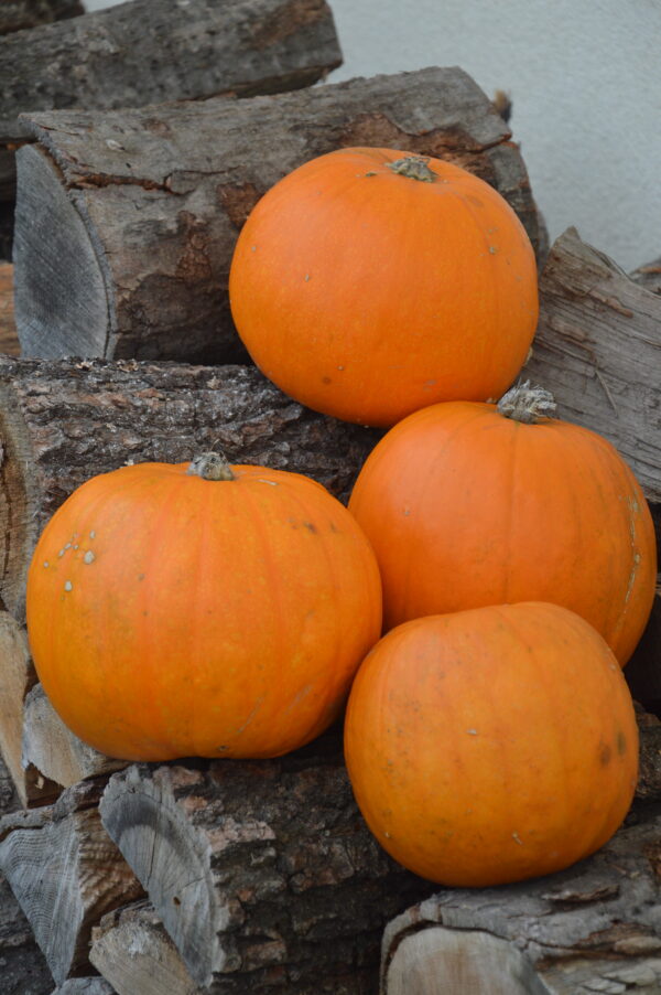 Pumpkin - Jack O'lantern - Image 2