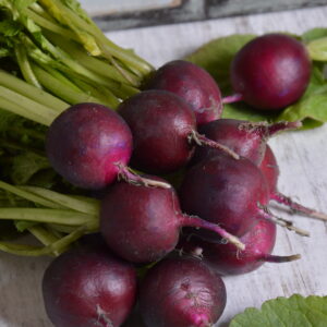 RADISH - MALAGA PURPLE