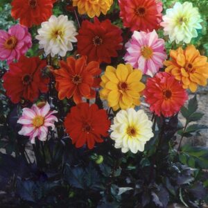 Dahlia - Red Skin Mixed