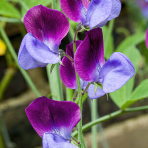 Sweet Pea Old Spice Cupani