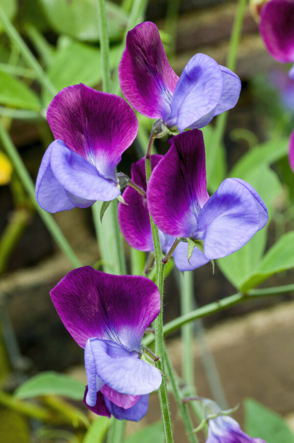 Sweet Pea Old Spice Cupani