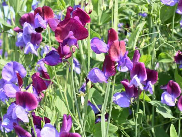 Sweet Pea Old Spice Cupani - Image 2